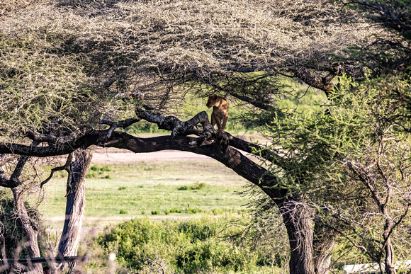 Lion up a tree JB910