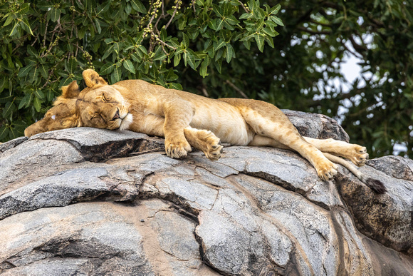 Lions sleeping JB941