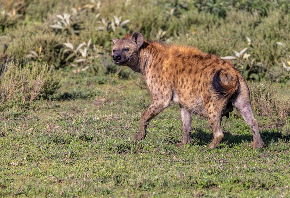 Spotted Hyena JB931