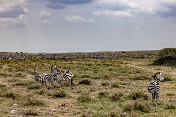 Zebra on the Serengeti JB940