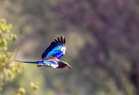 Lilac Breasted Roller JB998