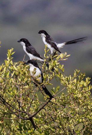 Long Tailed Fiscal JB990