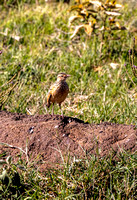 African Pipit JB539