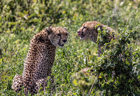 Cheetahs after a meal JB533