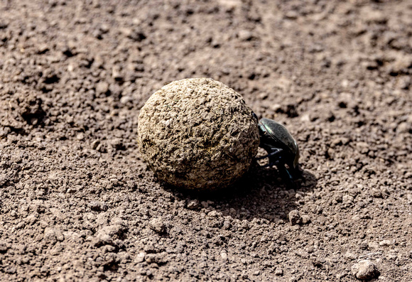 Dung Beetle JB500