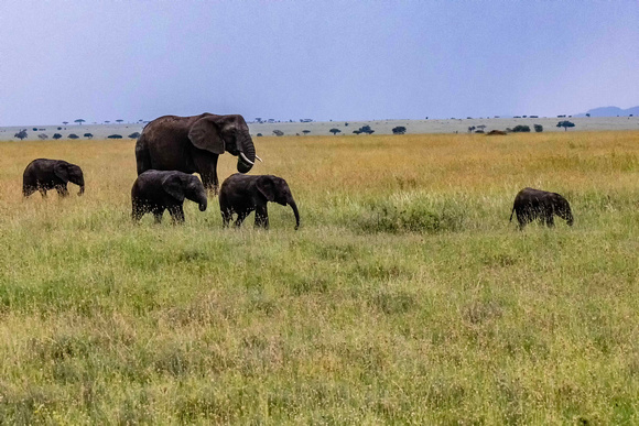 Elephant crossing the Serengeti JB527