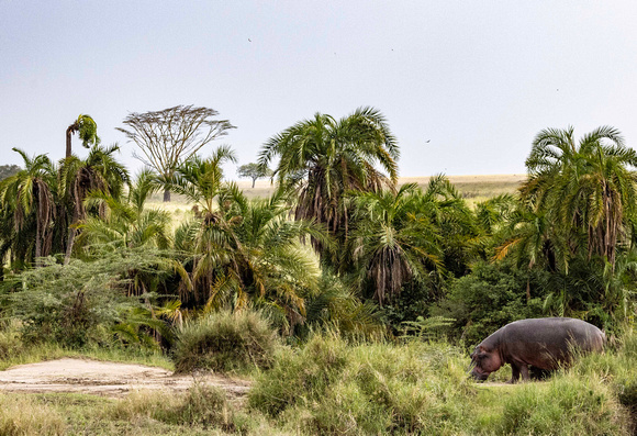Hippo in Serengeti JB524