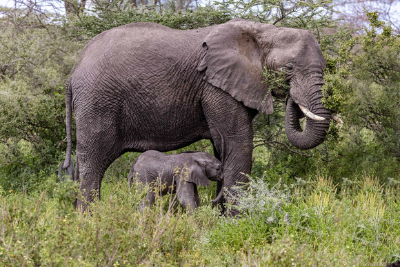 Elephant with baby JB502