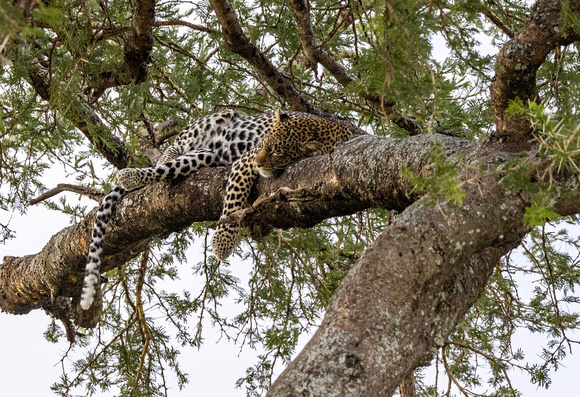 Leopard in tree JB528