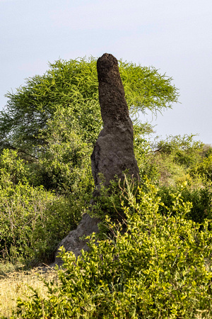 Termite Mound JB547