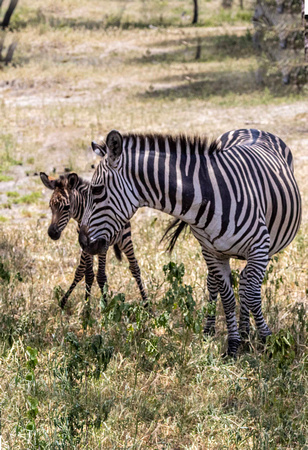 Zebra with Baby JB542