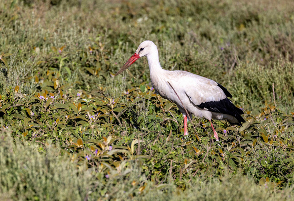 White Stork JB504