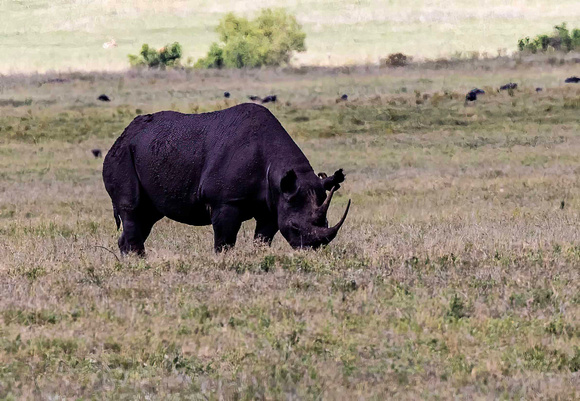 Black Rhino JB140