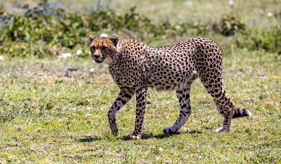 Cheetah JB326
