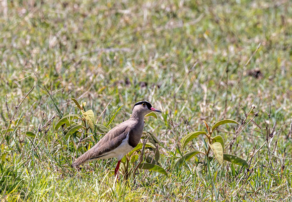 Crowned Lapwing JB114