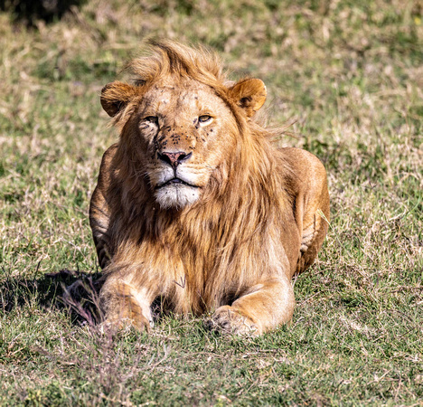 Lion King JB317