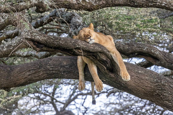 Lion Sleeping in a tree JB328