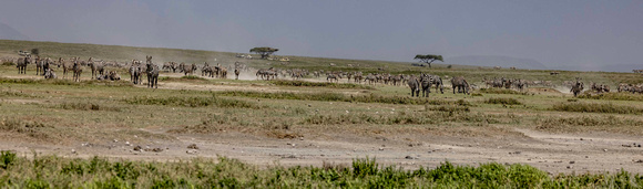 Serengeti JB318