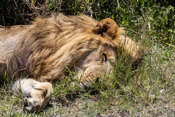 Lion Sleeping JB304
