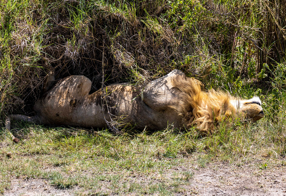 Lion Sleeping JB305