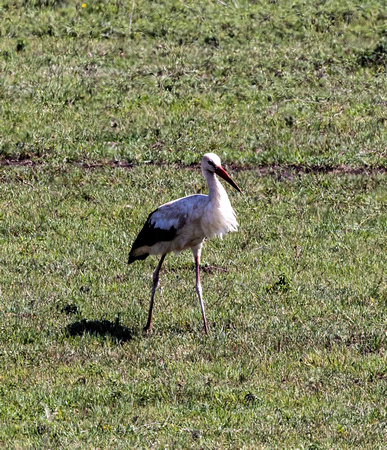 White Stork JB113