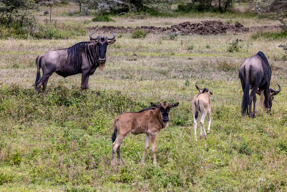 Wildebeest with babies JB134