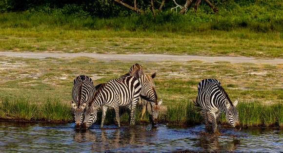 Zebra drinking JB310