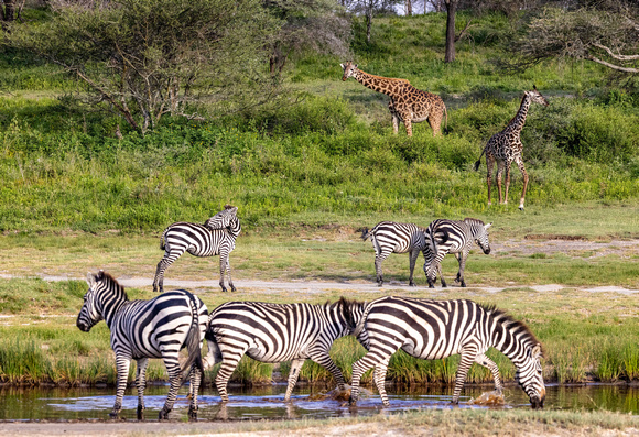 Zebra and Giraffes JB307