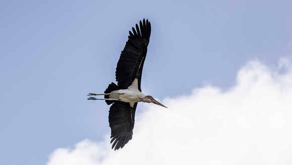Marabou Stork JB014