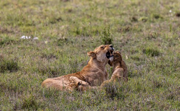 Lion Mom with Cub JB016