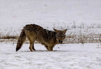 Coyote successful hunt JB101