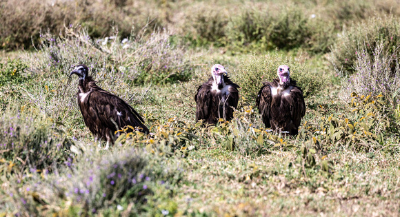 Hooded Vultures JB025