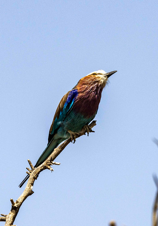 Lilac Roller looking for a meal JB033