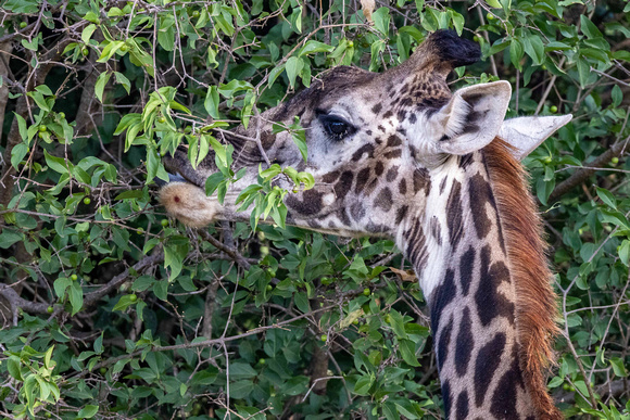 Giraffe eating JB050