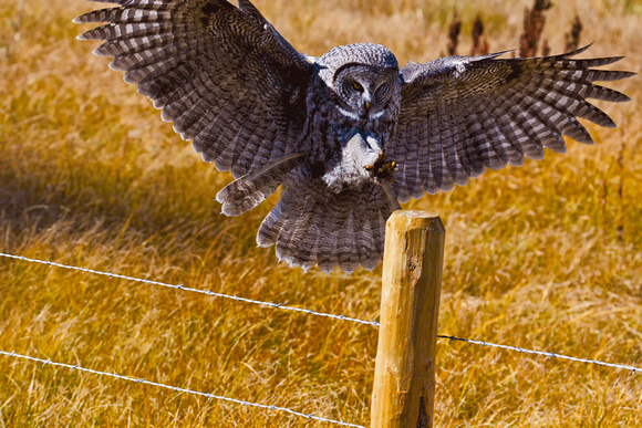 Great-Gray-Owl-landing-JB1854