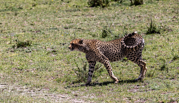 Cheetah JB031