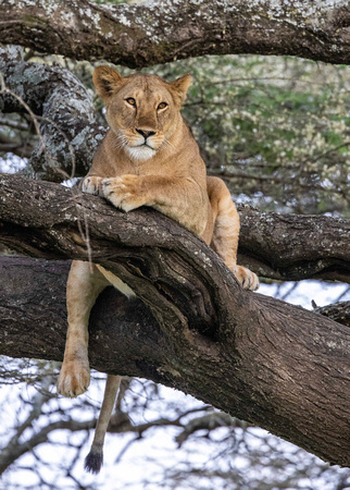 Lion in treeJB082