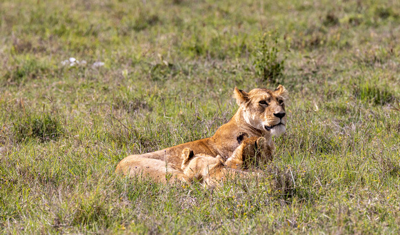Lion Cub nursing JB017
