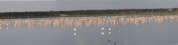 Flamingos JB097