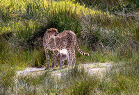 Cheetah mom with baby JB230