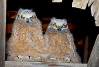 2 Baby Great Horned Owls JB1781