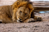 Lion on Serengeti JB216