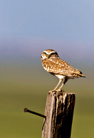 Burrowing Owl JB1783