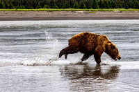 Grizzly Chasing another Bear JB230