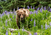 Grizzly in Flowers JB217