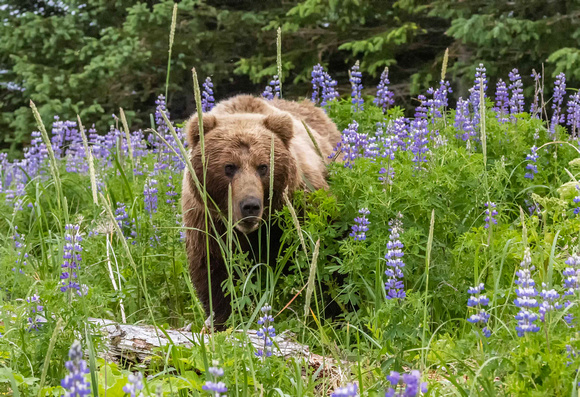 Grizzly in Flowers JB217