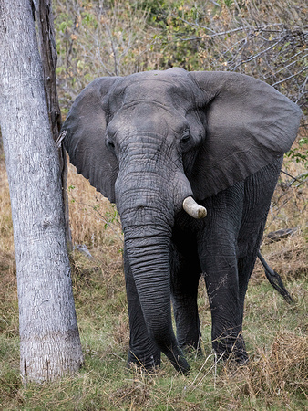 Elephant-in-Botswana-JB306