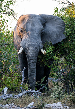 Elephant-in-Botswana-JB301