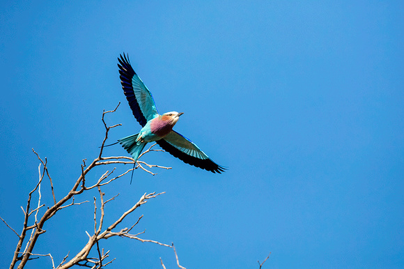 Lilac-breasted-Roller-JB360