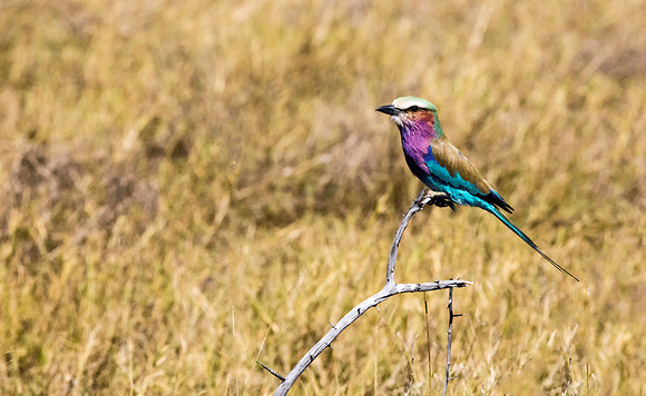 Lilac-breasted-Roller-JB362